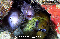 Cosy !  Moray Eels will do anything to avoid the single s... by Richard Swann 